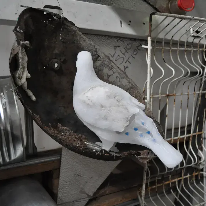 Interdisciplinary arts - pigeon project Helena