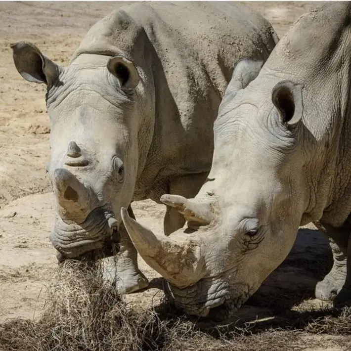 neushoorns human behaviour_zuyd professional