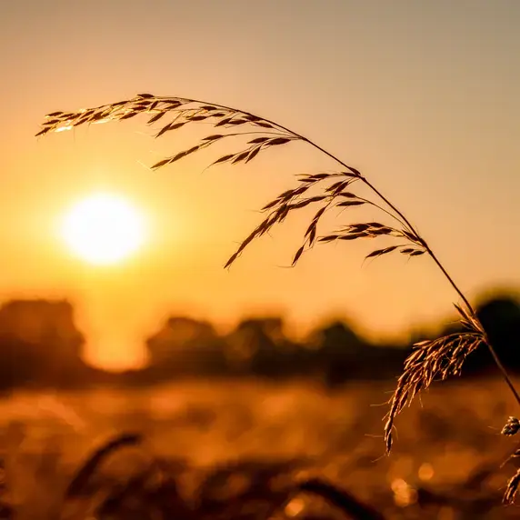 gladbeck grashalm in sunset