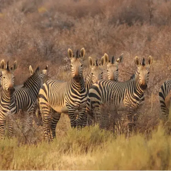 Zebra_Patronen en gespreksdynamieken_training_Zuyd Professional