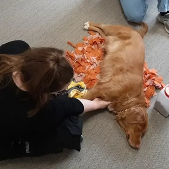 honden aaien 750x500.jpg