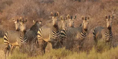 Zebra_Patronen en gespreksdynamieken_training_Zuyd Professional