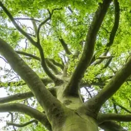 Masterclass Personal Leadership Professional