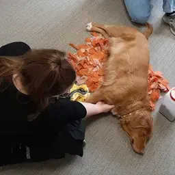 honden aaien 750x500.jpg