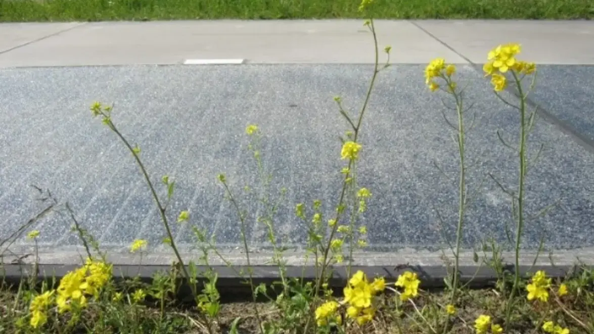 Duurzame Energie - Rolling solar solaroad 600x400.jpg